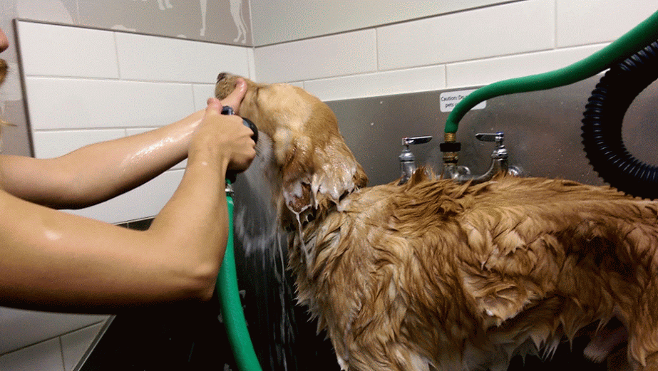 How to Safely Shampoo a Dog Who Has a Skin Condition
